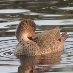 Anas gracilis (Grey Teal) at Tuggeranong Creek to Monash Grassland - 4 Mar 2021 by michaelb