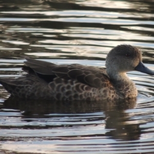 Anas gracilis at Monash, ACT - 4 Mar 2021 08:41 PM