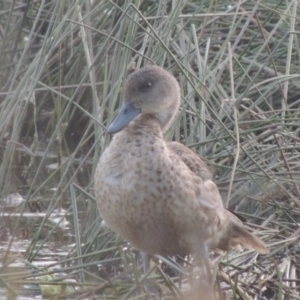 Anas gracilis at Monash, ACT - 4 Mar 2021 08:41 PM