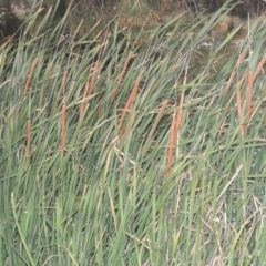 Typha domingensis (Bullrush) at Monash, ACT - 4 Mar 2021 by MichaelBedingfield