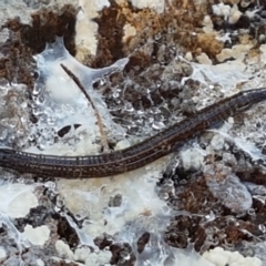 Unidentified Insect at Holt, ACT - 18 May 2021 by trevorpreston