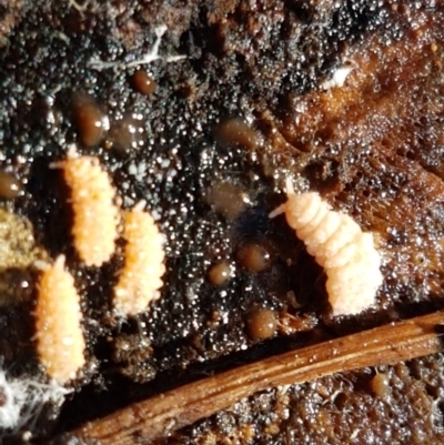 Collembola sp. (class) (Springtail) at Holt, ACT - 18 May 2021 by tpreston