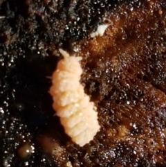 Collembola sp. (class) at Holt, ACT - 18 May 2021