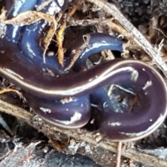 Caenoplana coerulea (Blue Planarian, Blue Garden Flatworm) at Holt, ACT - 18 May 2021 by trevorpreston