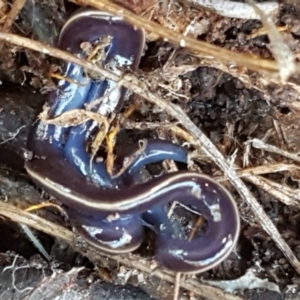 Caenoplana coerulea at Holt, ACT - 18 May 2021 10:28 AM