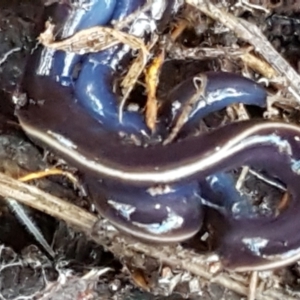 Caenoplana coerulea at Holt, ACT - 18 May 2021