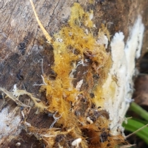 Coprinellus (Ozonium state) at Holt, ACT - 18 May 2021