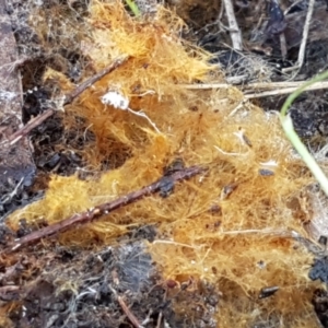 Coprinellus (Ozonium state) at Holt, ACT - 18 May 2021