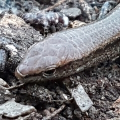 Lampropholis delicata (Delicate Skink) at Aranda Bushland - 18 May 2021 by trevorpreston