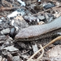 Lampropholis delicata at Holt, ACT - 18 May 2021 10:51 AM