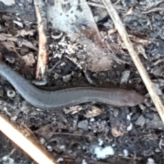 Lampropholis delicata at Holt, ACT - 18 May 2021