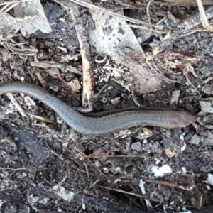 Lampropholis delicata at Holt, ACT - 18 May 2021