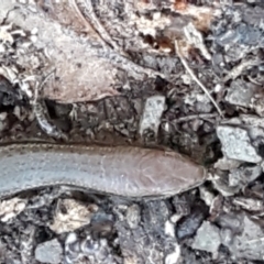 Lampropholis delicata at Holt, ACT - 18 May 2021