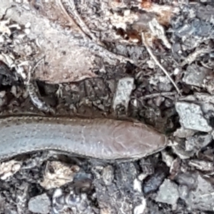 Lampropholis delicata at Holt, ACT - 18 May 2021 10:51 AM