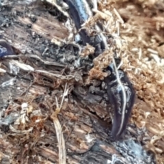 Caenoplana coerulea (Blue Planarian, Blue Garden Flatworm) at Holt, ACT - 18 May 2021 by tpreston