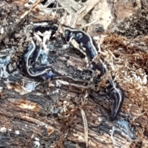 Caenoplana coerulea at Holt, ACT - 18 May 2021