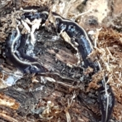 Caenoplana coerulea at Holt, ACT - 18 May 2021