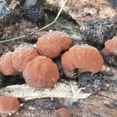 Hypoxylon sp. at Aranda Bushland - 18 May 2021 by trevorpreston