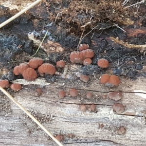 Hypoxylon sp. at Holt, ACT - 18 May 2021 10:26 AM