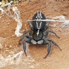 Ocrisiona leucocomis (White-flecked Crevice-dweller) at Holt, ACT - 18 May 2021 by tpreston