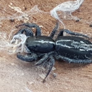 Ocrisiona leucocomis at Holt, ACT - 18 May 2021