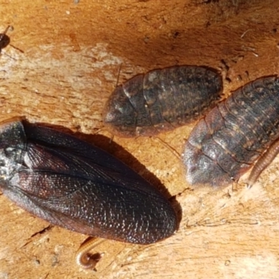 Laxta granicollis (Common bark or trilobite cockroach) at Holt, ACT - 18 May 2021 by trevorpreston