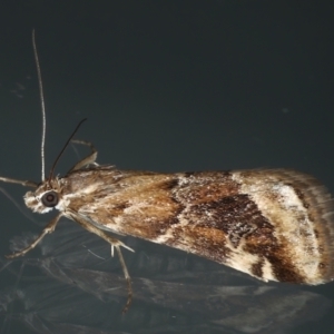 Hellula hydralis at Ainslie, ACT - 13 May 2021 09:34 PM