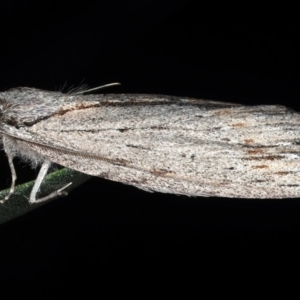 Chlenias banksiaria group at Ainslie, ACT - 13 May 2021