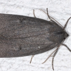 Paralaea ochrosoma (Fuscous Crest-moth) at Ainslie, ACT - 14 May 2021 by jbromilow50