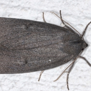 Paralaea ochrosoma at Ainslie, ACT - 14 May 2021