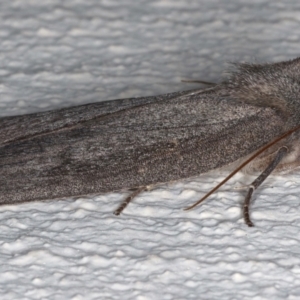 Paralaea ochrosoma at Ainslie, ACT - 14 May 2021