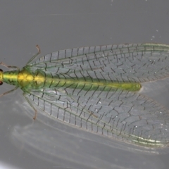 Apertochrysa edwardsi (A Green Lacewing) at Ainslie, ACT - 13 May 2021 by jb2602