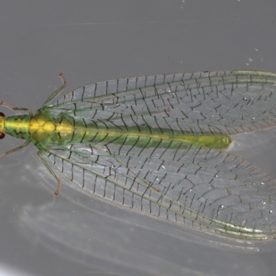 Apertochrysa edwardsi (A Green Lacewing) at Ainslie, ACT - 13 May 2021 by jb2602