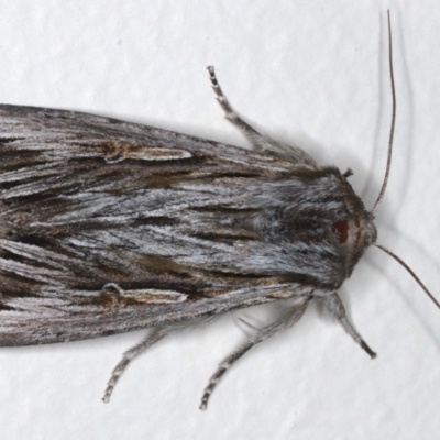 Persectania ewingii (Southern Armyworm) at Ainslie, ACT - 11 May 2021 by jb2602