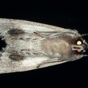 Persectania ewingii at Ainslie, ACT - 11 May 2021