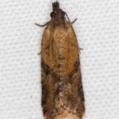 Tortricinae (subfamily) (A tortrix moth) at Melba, ACT - 10 Dec 2020 by Bron