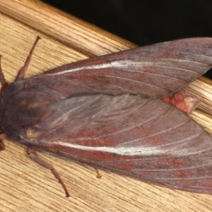 Oxycanus rufescens at Ainslie, ACT - 11 May 2021