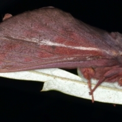 Oxycanus rufescens at Ainslie, ACT - 11 May 2021 09:51 PM