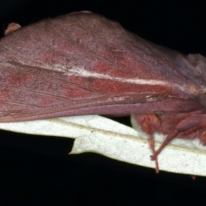 Oxycanus rufescens at Ainslie, ACT - 11 May 2021 09:51 PM