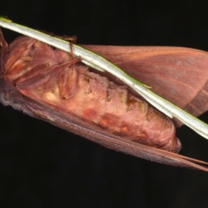 Oxycanus rufescens at Ainslie, ACT - 11 May 2021