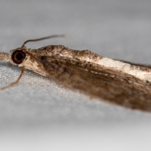 Microdes squamulata at Melba, ACT - 9 Dec 2020