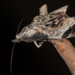 Salma pyrastis (A Pyralid moth (Epipaschiinae subfam.)) at Melba, ACT - 9 Dec 2020 by Bron