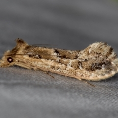 Moerarchis inconcisella (A tineid moth) at Melba, ACT - 9 Dec 2020 by Bron