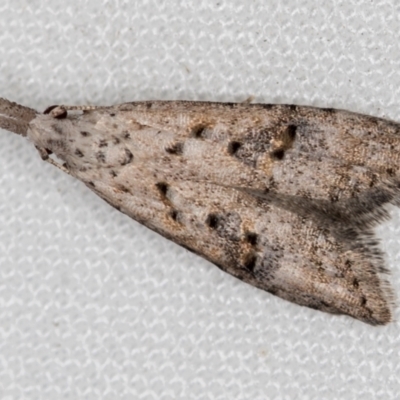 Carposina undescribed species (A Fruitworm moth (Family Carposinidae)) at Melba, ACT - 9 Dec 2020 by Bron