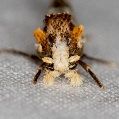 Moerarchis inconcisella (A tineid moth) at Melba, ACT - 9 Dec 2020 by Bron