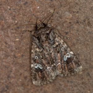 Ectopatria horologa at Melba, ACT - 10 Dec 2020