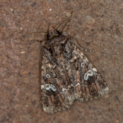 Ectopatria horologa (Nodding Saltbush Moth) at Melba, ACT - 9 Dec 2020 by Bron