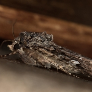 Ectopatria horologa at Melba, ACT - 10 Dec 2020