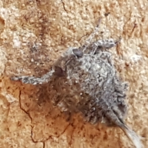 Fulgoroidea (superfamily) at Bruce, ACT - 18 May 2021 04:00 PM