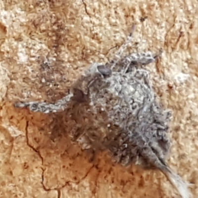 Fulgoroidea sp. (superfamily) (Unidentified fulgoroid planthopper) at Flea Bog Flat, Bruce - 18 May 2021 by tpreston